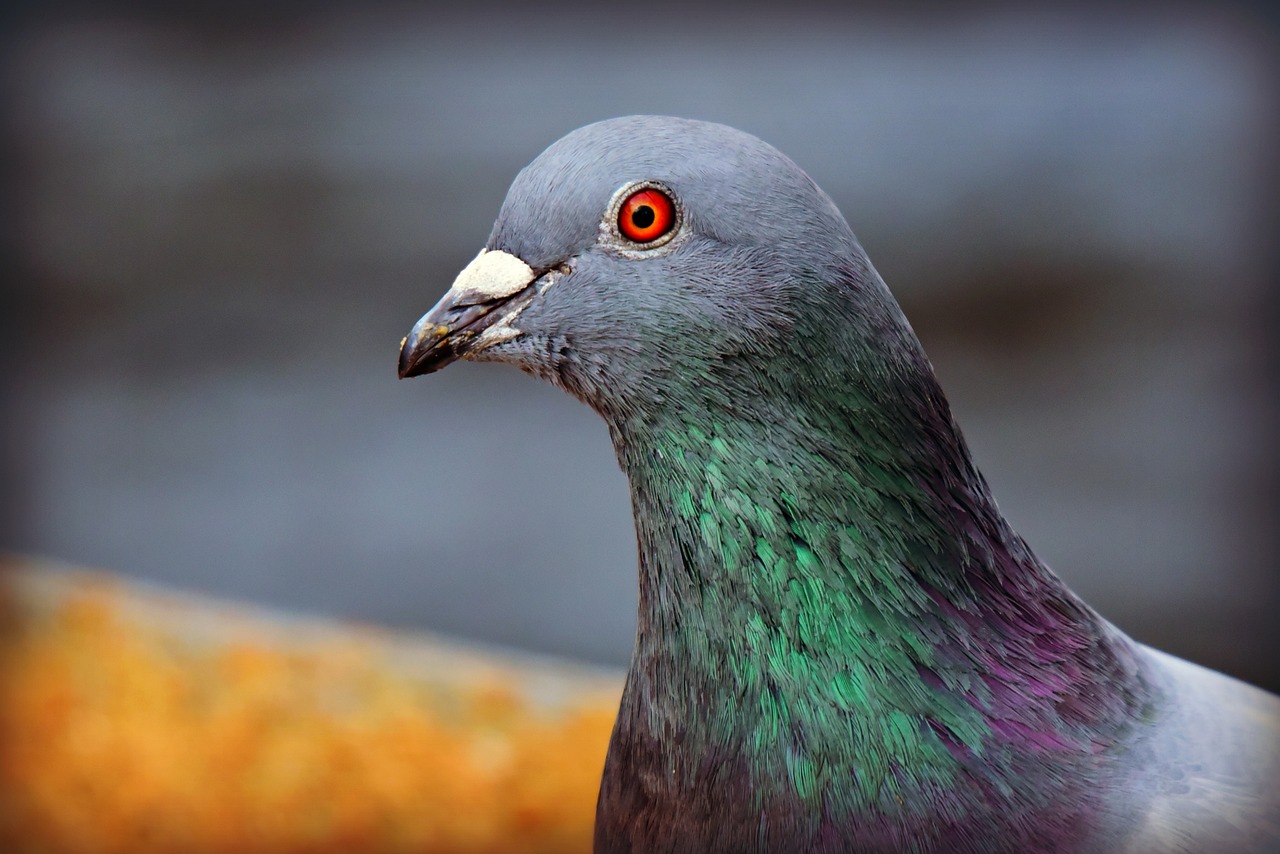 Le pigeon bleu de Gascogne Eplumes.fr